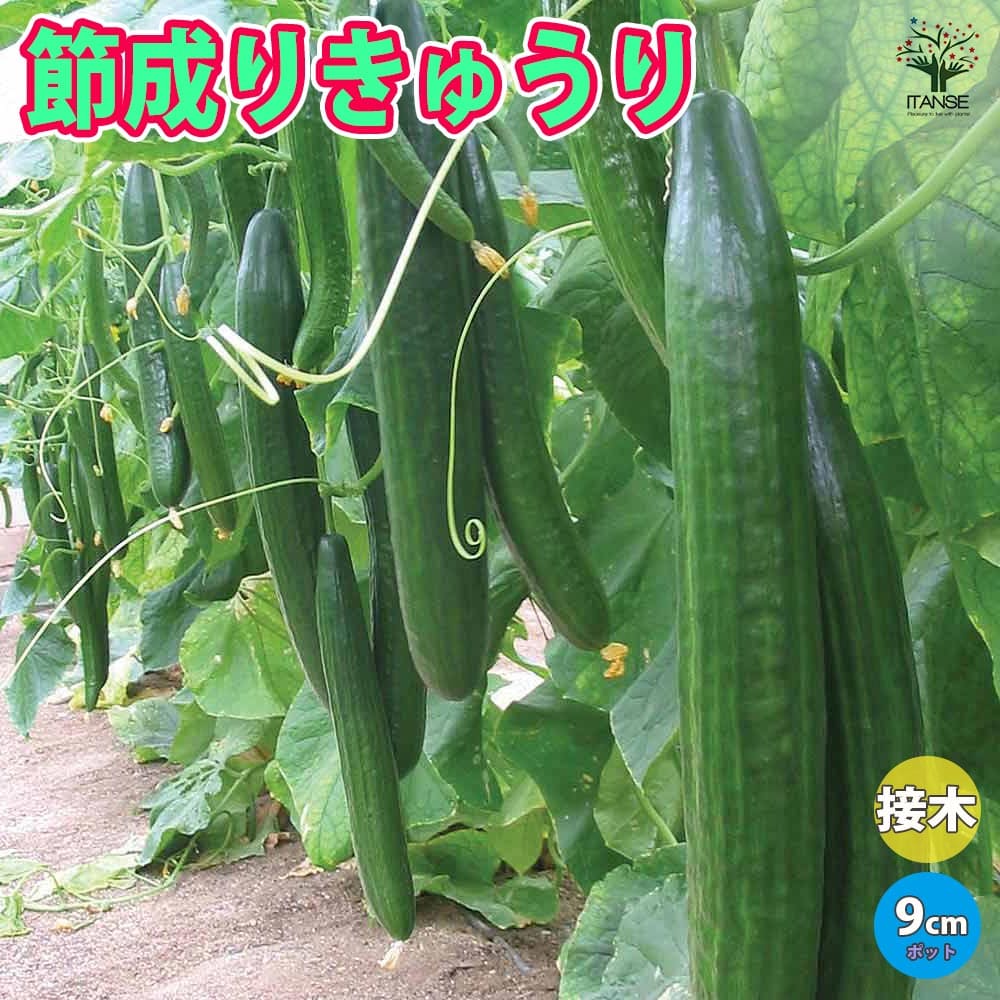 【送料無料】節成りきゅうりF1 接ぎ木苗【野菜 接木苗9cmポット】人気品種 野菜苗 キュウリ苗 きゅうり苗 胡瓜 露地栽培 ハウス栽培 Cucumbers 春野菜 夏野菜 春植え 夏植え