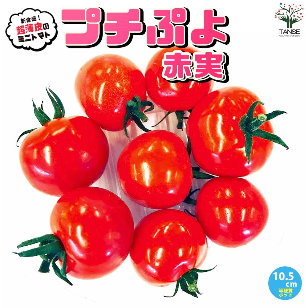 ̵ۥץפ2 ּ ߥ˥ȥޥȡ10.5cmݥåȼġ ߥ˥ȥޥ ߤˤȤޤ ץȥޥ ٥ ϪϺ tomato տ ƿ   PVP