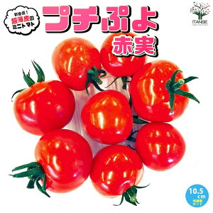 【送料無料】プチぷよ2 赤実 新食感！薄皮ミニトマト【10.5cmポット自根苗】野菜苗 ミニトマト苗 みにとまと苗 プチトマト苗 ベランダ 露地栽培 tomato 春植え 夏植え 春野菜 夏野菜 PVP