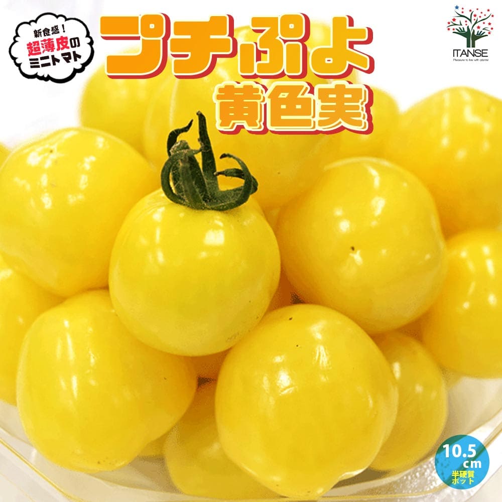 楽天植物販売のITANSE楽天市場店【送料無料】プチぷよ 黄色実 新食感！薄皮ミニトマト【10.5cm半硬質ポット自根苗】野菜苗 ミニトマト苗 みにとまと苗 プチトマト苗 ベランダ 露地栽培 tomato 春植え 夏植え 春野菜 夏野菜 PVP