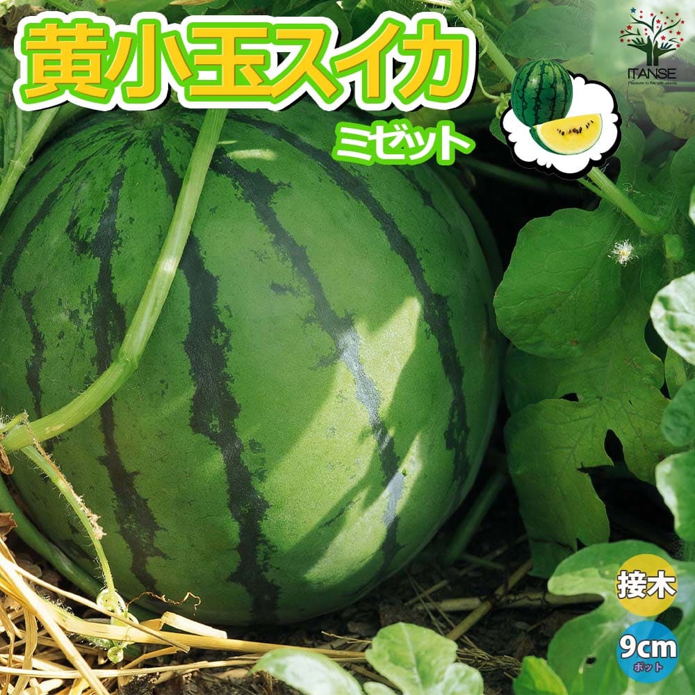 【送料無料】黄小玉スイカ(品種:ミゼット)接ぎ木苗【野菜 接木苗9cmポット】スイカ苗 すいか苗 西瓜苗 甘い 美味しい 高糖度 人気品種 果樹苗 高級フルーツ ハウス栽培 露地栽培