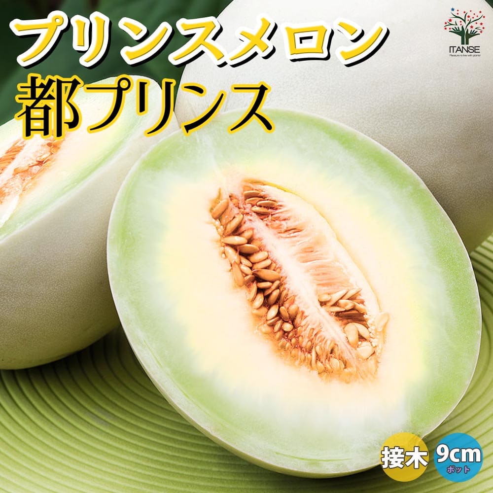 【送料無料】プリンスメロン 品種:都プリンス 接ぎ木苗【野菜 接木苗9cmポット】メロン苗 めろん苗 舐瓜苗 露地栽培 ハウス栽培 ベランダ菜園 果樹苗 高級フルーツ melon スイーツ 人気品種