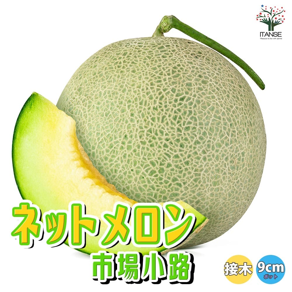 【送料無料】ネットメロン緑肉 品種:クラリス 接ぎ木苗【野菜 接木苗9cmポット】メロン苗 めろん苗 舐瓜苗 露地栽培 ハウス栽培 ベランダ菜園 果樹苗 高級フルーツ melon スイーツ 人気品種