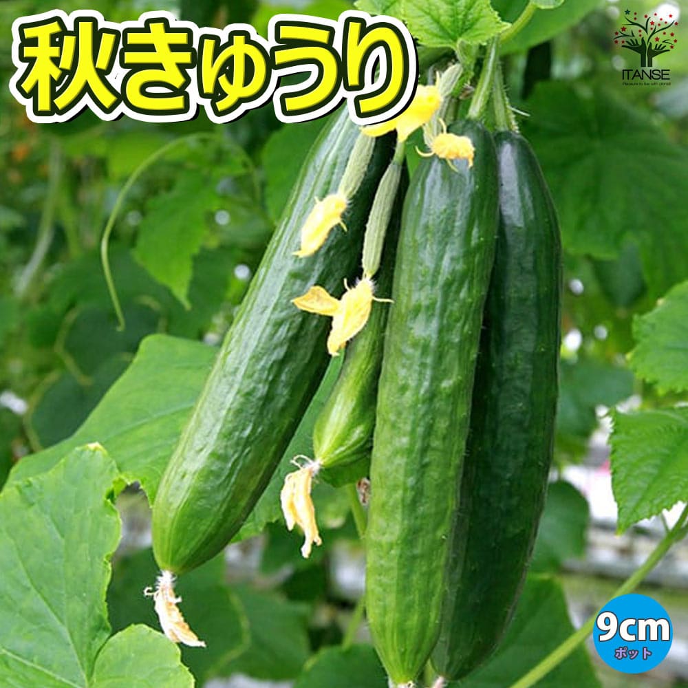 【送料無料】秋きゅうり苗【9cmポット自根野菜苗】8月・9月も植え付け可能なキュウリ苗！強健な品種で長期間収穫可能！苗を植えて約30日で収穫開始できる！