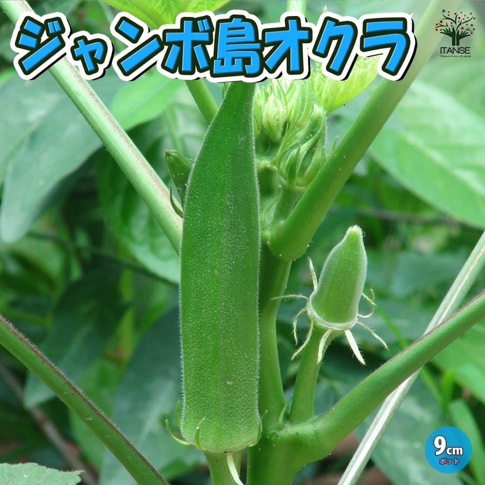 【送料無料】オクラ苗 ジャンボオクラ(島オクラ)【野菜苗 9cmポット実生苗】オクラ苗 おくら苗 家庭菜園 ガーデニング ベランダ 簡単栽培 露地栽培 ハウス栽培 鉢植え プランター 人気野菜 夏野菜