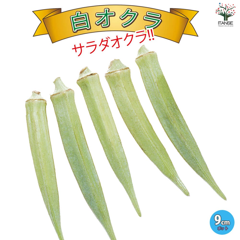 【送料無料】オクラ苗 白オクラ【野菜苗 9cmポット実生苗】オクラ苗 おくら苗 家庭菜園 ガーデニング ベランダ 簡単栽培 露地栽培 ハウス栽培 鉢植え プランター 人気野菜 夏野菜