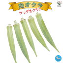 【P2倍★マラソン期間中】オクラ苗 白オクラ【野菜苗 9cmポット実生苗】オクラ苗 おくら苗 家庭菜園 ガーデニング ベランダ 簡単栽培 露地栽培 ハウス栽培 ...
