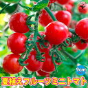 ITANSE 夏植えフルーツミニトマトの苗 野菜苗 9cmポット自根苗 ミニトマト苗 とまと苗 プチトマト苗 家庭菜園 ガーデニング ベランダ 簡単栽培 露地栽培 ハウス販売 鉢植え プランター tomato 販売店 送料無料 即納