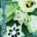 【P2倍★マラソン期間中】オクラ苗 スターディビッド(ダビデの星)【野菜苗 9cmポット実生苗】オクラ苗 おくら苗 家庭菜園 ガーデニング ベランダ 簡単栽培 ...