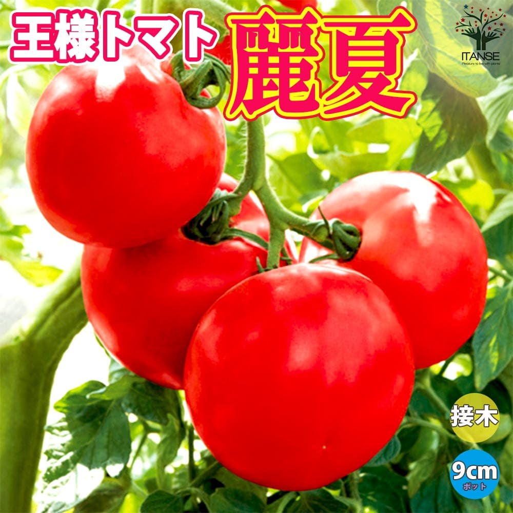 【送料無料】王様トマト・麗夏 接ぎ木苗(大玉トマト)【野菜 接木苗9cmポット】農林水産大臣賞受賞 ブランドトマト 野菜苗 トマト苗 とまと苗 tomato 春野菜 夏野菜 春植え 夏植え