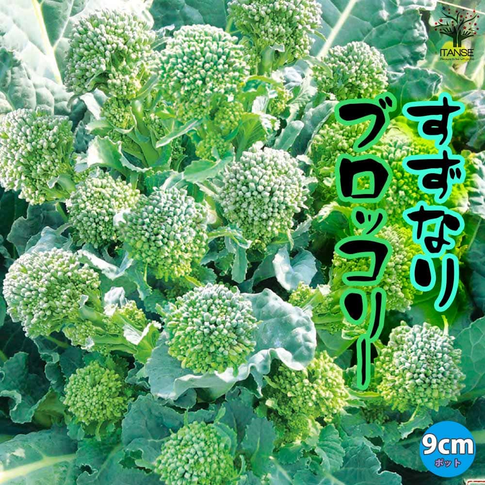 【エントリーでP5倍】すずなりブロッコリー【野菜苗 9cmポット/3個セット】ブロッコリー苗 ぶろっこりー苗 多収穫 茎ブロッコリー 長期間 ビタミC カロテン 葉 甘味 甘い 大人気 果菜のサムネイル
