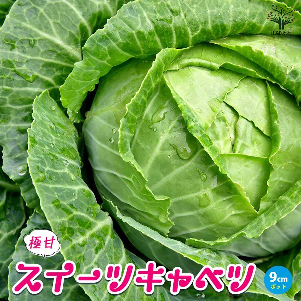 楽天市場】春キャベツ苗の通販 楽天市場】春キャベツ苗の通販
