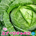 【送料無料】スイーツキャベツ【野菜苗 9cmポット】キャベツ苗 きゃべつ苗 芯 フルーツ 糖度が高い 極甘 葉質 葉野菜 ベランダ かんたん 簡単 カンタン 育てやすい お買い得