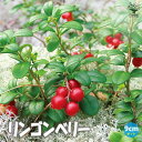 【送料無料】リンゴンベリー【果樹の苗 9cmポット】苔桃 コケモモ イワモモ カウベリー Vaccinium vitis idaea スノキ 果樹畑 鉢植え 観賞用 シンボルツリー