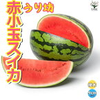 【送料無料】赤小玉まくらスイカ うり坊 接ぎ木苗【野菜 接木苗9cmポット】ベランダ 露地栽培 果樹苗 すいか 西瓜 ウリ科 小玉 人気 甘い 品種 スイカ苗 すいか苗