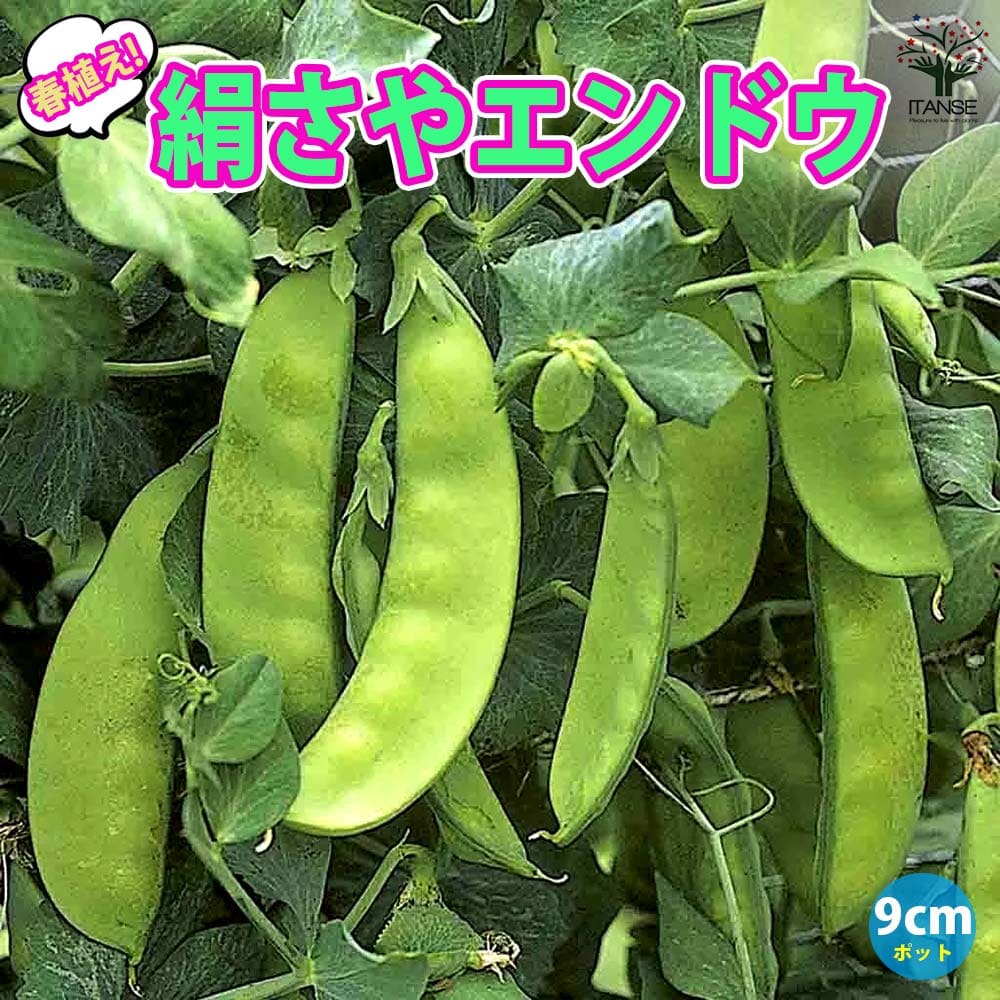 【送料無料】すずなり極甘 絹さやエンドウ豆 春植えタイプの苗【野菜苗9cmポット】収穫 苗 ベランダ 簡単 栽培 えんどう豆 さやえんどう サヤエンドウ snap pea 露地植え ハウス栽培 えんどう豆苗