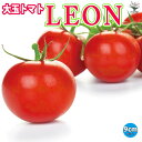 高リコピントマト LEON(レオン)野菜苗 トマト苗 とまと苗 ベランダ tomato ポット苗 多収穫