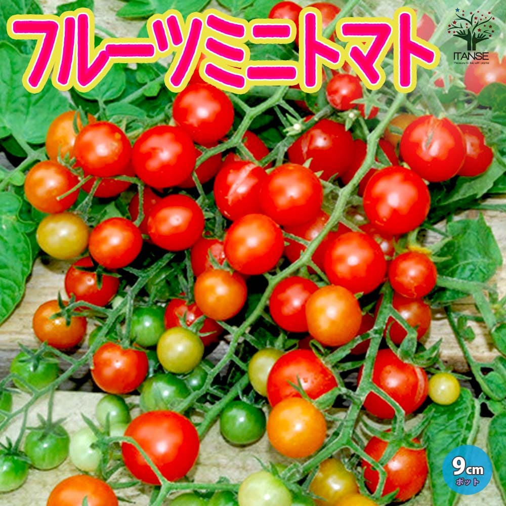 楽天植物販売のITANSE楽天市場店【送料無料】フルーツミニトマトの苗【9cmポット自根苗】野菜苗 ミニトマト苗 プチトマト苗 みにとまと苗 トマト苗 ベランダ ポット苗 tomato