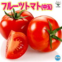 ITANSE フルーツトマト ( 中玉 ) の苗 9cmポット自根苗 野菜苗 トマト苗 とまと苗 ベランダ ポット苗 tomato 春植え 夏植え 送料無料 即納