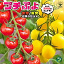 【送料無料】ITANSE プチぷよ2 赤実 プチぷよ黄色実 各1個 2色セット 新食感!薄皮ミニトマト 10.5cmポット自根苗 赤実+黄色実セット 野菜苗 ミニトマト苗 みにとまと苗 プチトマト苗 ベランダ PVP 送料無料 即納