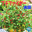 【送料無料】旨辛トウガラシ プチファイヤー BN硬質18cmポット自根苗 1個+肥料付 支柱不要 多収穫 野菜苗 トウガラシ苗 とうがらし苗 唐辛子苗 唐がらし Red pepper ベランダ ハウス栽培 送料無料 即納