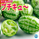 【送料無料】ITANSE プチキュー ミニミニキュウリ苗 自根苗9cmポット 野菜苗 きゅうり苗 胡瓜 ベランダ 露地栽培 Cucumbers 春野菜 夏野菜 春植え 夏植え 送料無料 即納