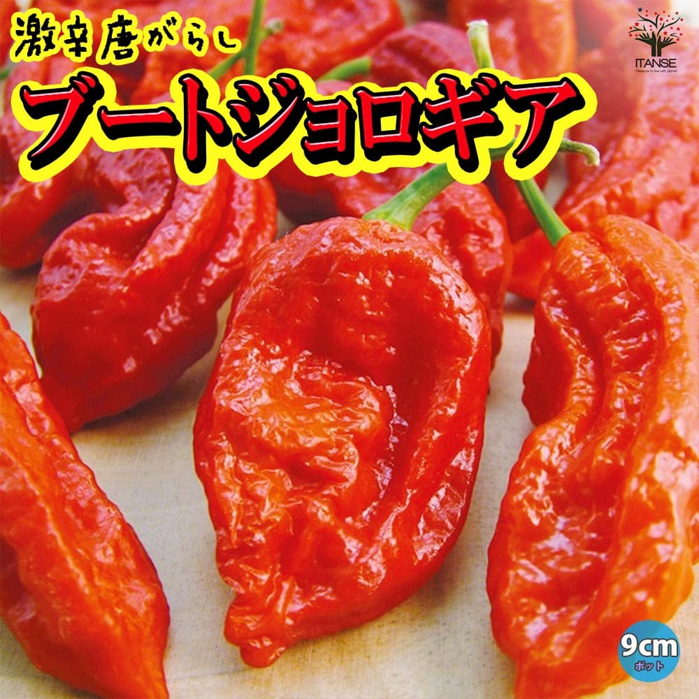 ブートジョロキア 激辛とうがらし苗野菜苗 トウガラシ苗 唐辛子苗 唐がらし Red pepper ベランダ スコヴィル 辛い