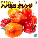 【P2倍★マラソン期間中】ハバネロ オレンジ 激辛とうがらし苗【9cmポット自根苗】野菜苗 トウガラシ苗 唐辛子苗 唐がらし Red pepper ベランダ ス...