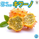 ITANSE キワーノ グリーンゼリーメロン苗 自根苗9cmポット 野菜苗 果菜 キワーノ苗 きわーの苗 ベランダ 露地栽培 グリーンカーテン 緑のカーテン ウリ科 送料無料 即納