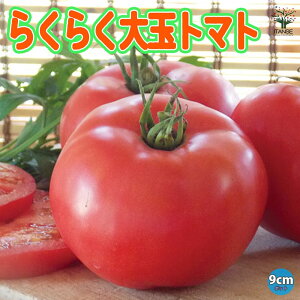 【送料無料】らくらく大玉トマトの苗(単為結果品種)【9cmポット自根苗】野菜苗 トマト苗 とまと苗 ベランダ tomato 春植え 夏植え