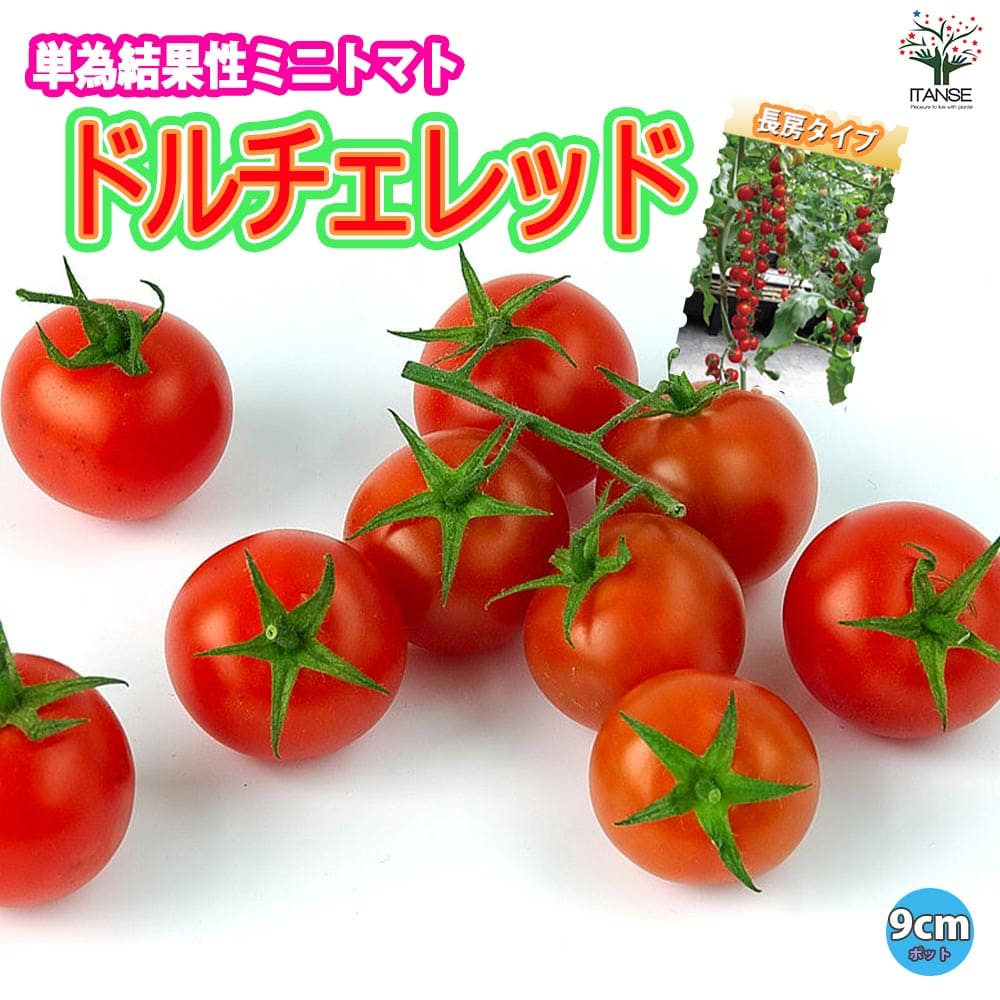 【送料無料】ドルチェレッド 高糖度薄皮ミニトマト苗(赤実)【9cmポット自根苗】野菜苗 トマト苗 プチトマト苗 みにとまと苗 新品種 多収穫 長房 ベランダ tomato