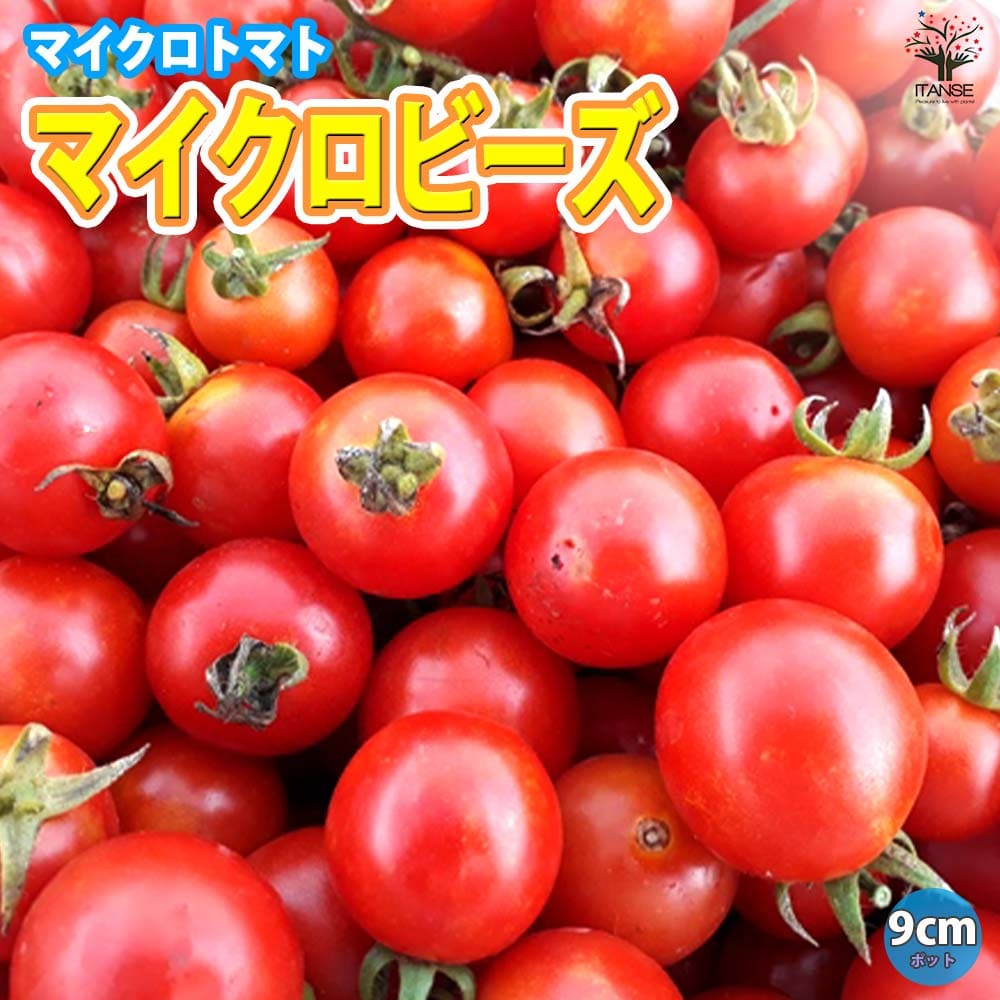 マイクロトマトの苗(赤実)品種:マイクロビーズ野菜苗 ミニトマト苗 プチトマト苗 みにとまと苗 ベランダ mini tomato