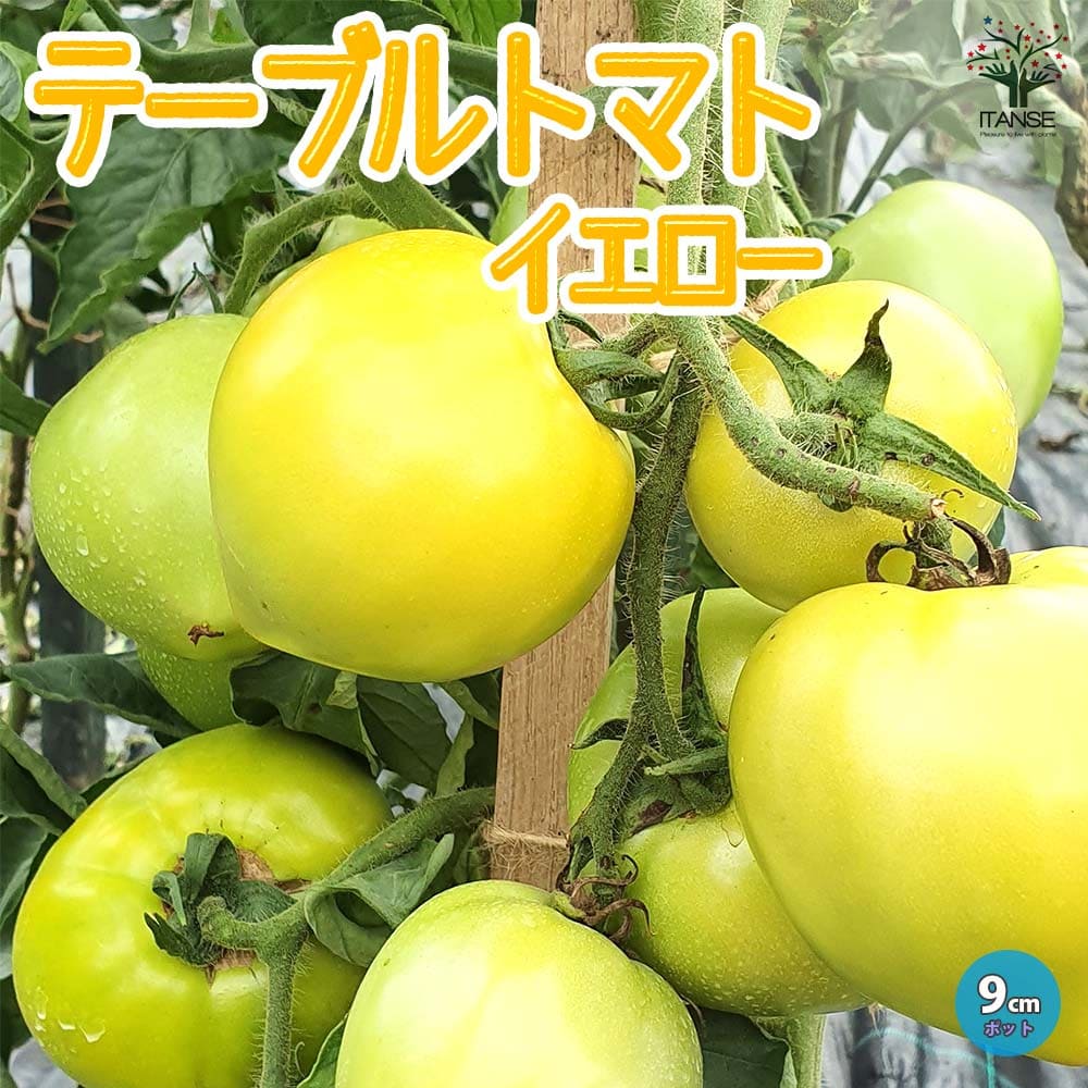 楽天植物販売のITANSE楽天市場店【送料無料】テーブルトマト イエロー ミニトマト苗【9cmポット自根苗/黄色実】多収穫 人気 野菜苗 みにとまと苗 プチトマト苗 ベランダ mini tomato