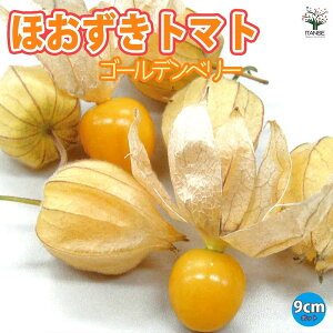 【10%OFFクーポン有】ほおずきトマト(ゴールデンベリー)【野菜苗 9cmポット自根苗】野菜苗 トマト苗 とまと苗 鬼灯 露地栽培 tomato 春野菜 夏野菜 春植え 夏植え 人気 品種