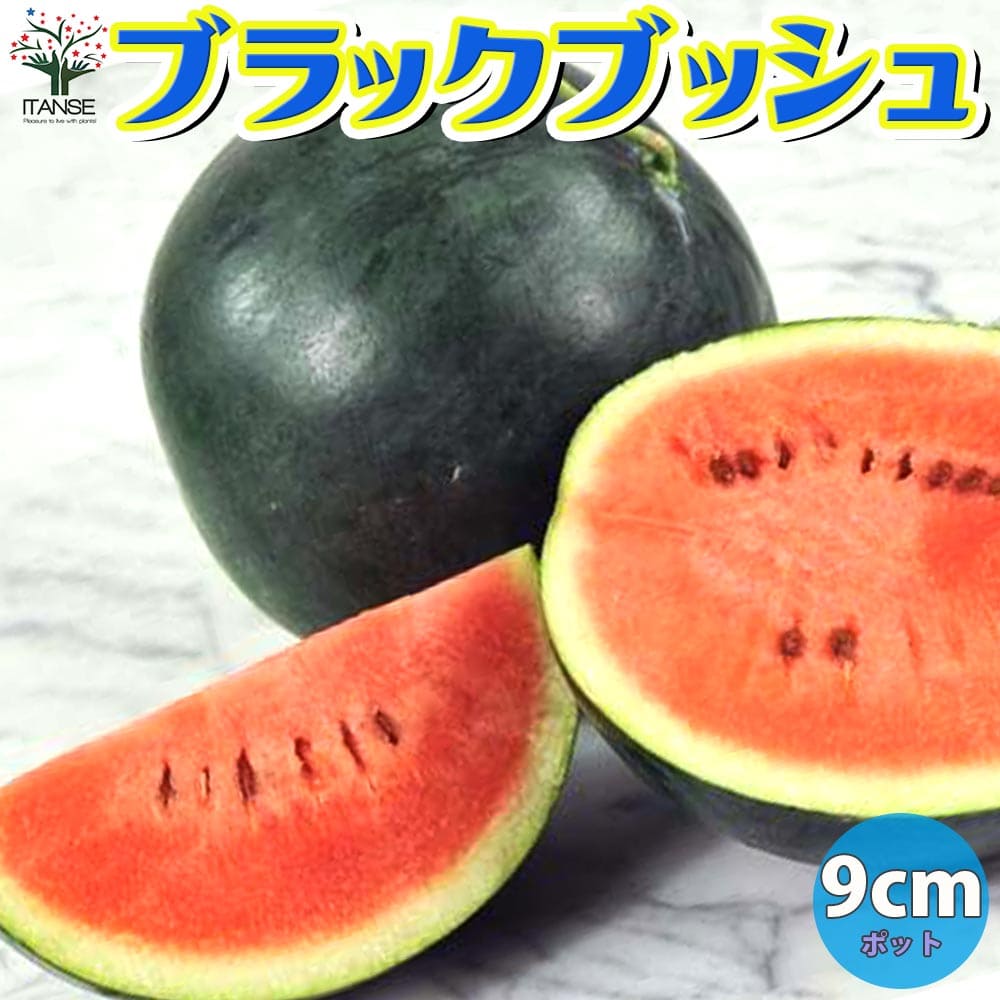 【送料無料】ブラックブッシュ スイカ苗【自根苗9cmポット】野菜苗 すいか苗 西瓜苗 ベランダ 露地栽培 果樹苗 ウリ科 人気 甘い 品種 送料無料