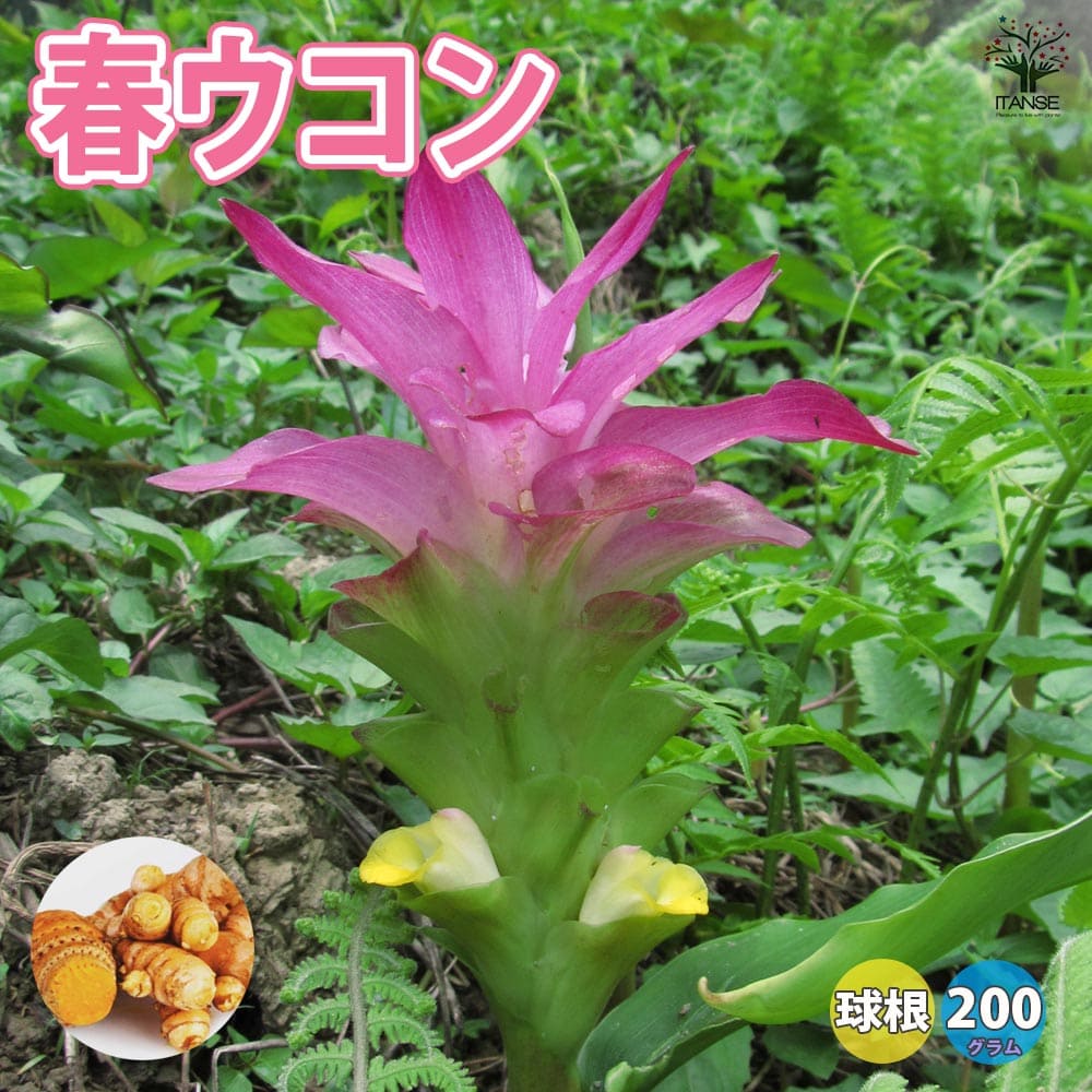 健康野菜球根 春ウコン姜黄 キョウオウ ベランダ 香辛料 スパイス ターメリック Wild Turmeric