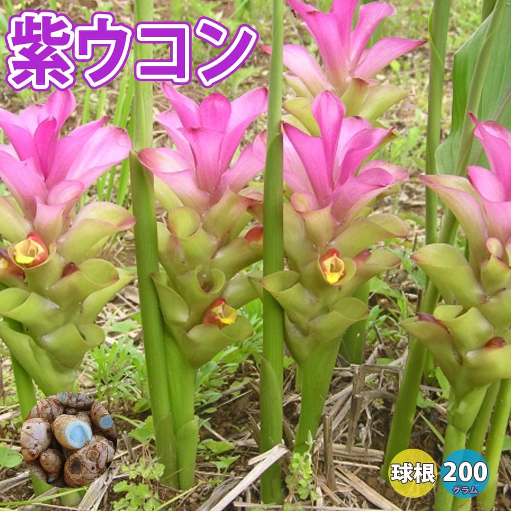 健康野菜球根 紫ウコン莪朮 ガジュツ ベランダ 香辛料 スパイス ターメリック Curcuma zedoaria Roscoe Zedoary 生姜 ショウガ