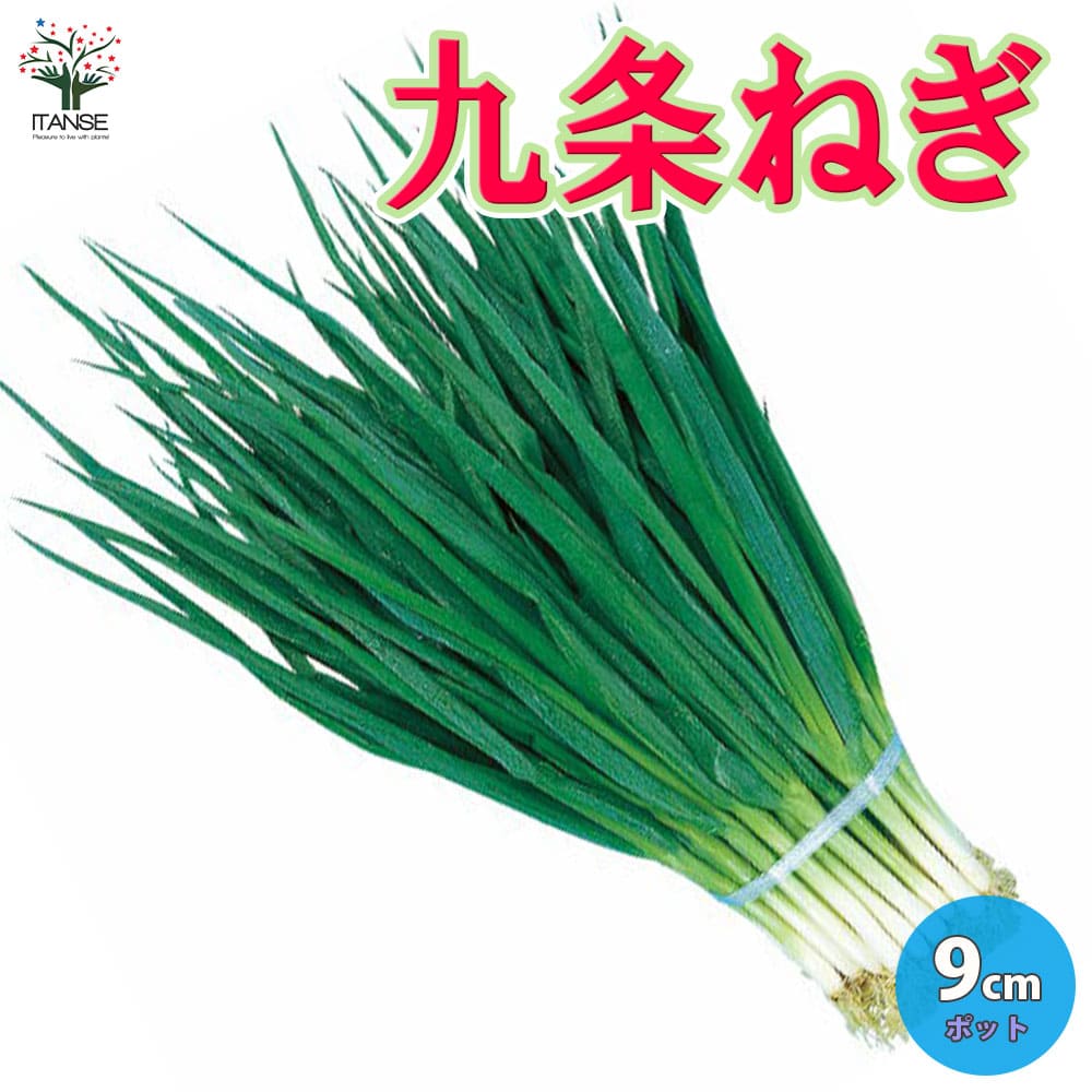 【送料無料】九条ねぎ 多粒蒔き苗【野菜苗 9cmポット】ネギ苗 葱苗 初心者 育てやすい 年中 通年 収穫 何回も 多収穫 再生 干しねぎ ネギ 葉ネギ 細ねぎ 細ネギ ベランダ菜園 キッチン 料理 レ…