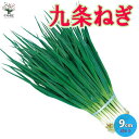 【送料無料】九条ねぎ 多粒蒔き苗【野菜苗 9cmポット】ネギ苗 葱苗 初心者 育てやすい 年中 通年 収穫 何回も 多収穫 再生 干しねぎ ネギ 葉ネギ 細ねぎ 細ネギ ベランダ菜園 キッチン 料理 レシピ お弁当