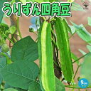 ITANSE うりずん四角豆 ( シカクマメ ) 野菜苗 9cmポット実生苗 シカクマメ苗 四角豆苗 しかくまめ苗 エンドウ豆 えんどう豆 うりずん ウリズン 琉球野菜 四角まめ 珍しい野菜 家庭菜園 ベランダ 露地栽培 簡単栽培 春野菜 夏野菜 送料無料 即納