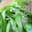 ITANSE つるなしエンサイ ( 空心菜 ) 野菜苗 9cmポット実生苗 つるなし エンサイ苗 クウシンサイ苗 空芯菜苗 ほうれんそう苗 ホウレンソウ苗 葉野菜 ヨウサイ ウォンツァイ 琉球野菜 四角まめ 珍しい野菜 家庭菜園 ベランダ 送料無料 即納 2,680円