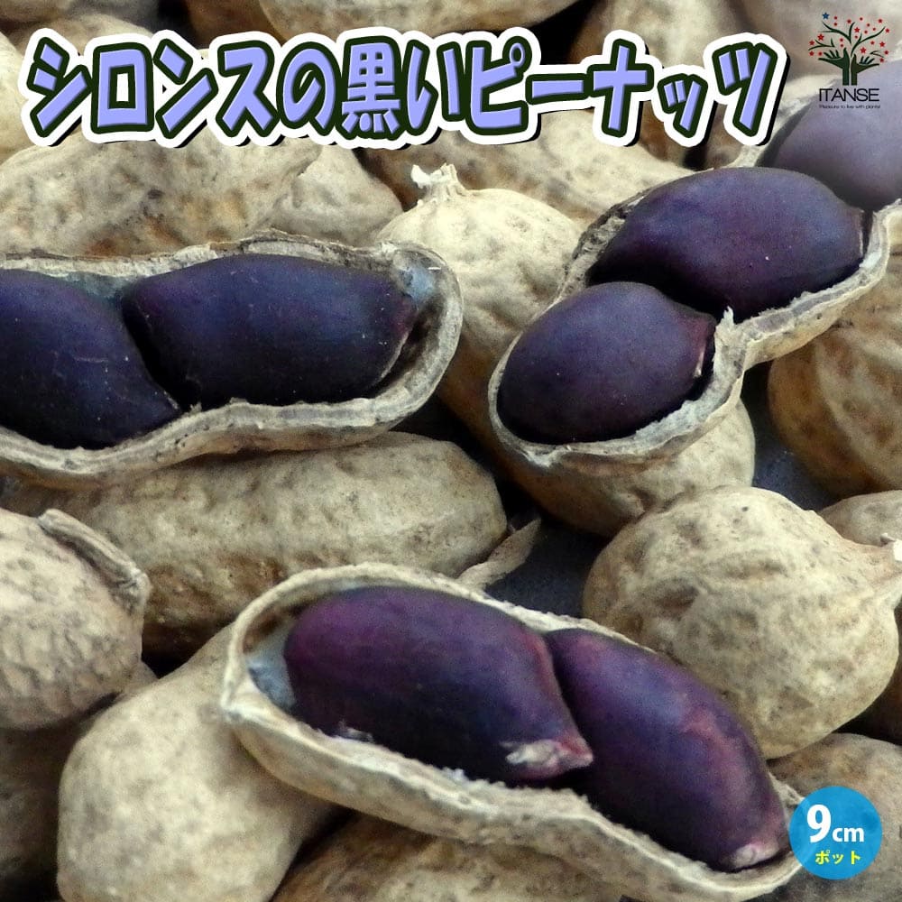 【送料無料】落花生の苗 シロンスの黒いピーナッツ【野菜苗 9cmポット実生苗/2個セット】落花生苗 らっかせい苗 ピーナッツ苗 ぴーなっつ豆 黒いピーナッツ 黒落花生 ガーデニング 家庭菜園 ベランダ 露地栽培 簡単栽培 庭植え プランター ベランダ菜園のサムネイル