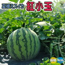 ITANSE スイカ苗 夏植えスイカ 紅小玉 野菜苗 9cmポット自根苗 すいか苗 西瓜苗 耐暑性 強健品種 ベランダ 露地栽培 ウリ科 小玉スイカ 人気 甘い 品種 夏野菜 販売店 watermelon 送料無料 即納