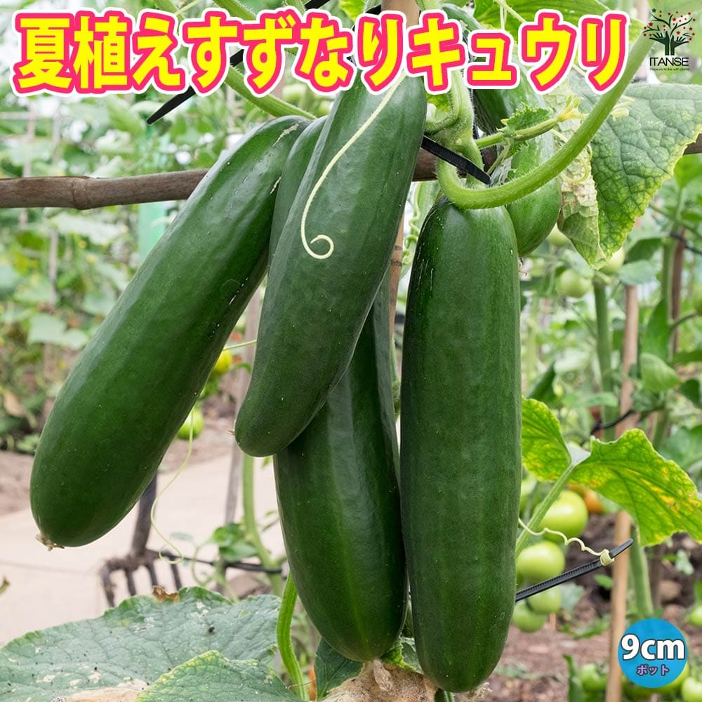 【マラソン中★ポイントUP】夏植えすずなりキュウリ【野菜苗 9cmポット実生苗】耐暑性 強健品種 キュウリ苗 きゅうり苗 胡瓜苗 家庭菜園 ガーデニング ベランダ 簡単栽培 露地栽培 ハウス栽培 鉢植え 庭植え プランター 人気 品種