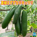 【送料無料】夏植えすずなりキュウリ【野菜苗 9cmポット実生苗】耐暑性 強健品種 キュウリ苗 きゅうり苗 胡瓜苗 家庭菜園 ガーデニング ベランダ 簡単栽培 露地栽培 ハウス栽培 鉢植え 庭植え プランター 人気 品種