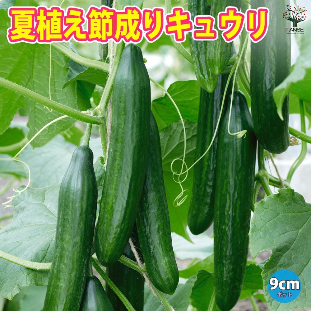 【マラソン中★ポイントUP】夏植え節成キュウリ【野菜苗 9cmポット実生苗】耐暑性 強健品種 キュウリ苗 きゅうり苗 胡瓜苗 家庭菜園 ガーデニング ベランダ 簡単栽培 露地栽培 ハウス栽培 鉢植え プランター Cucumbers 夏野菜