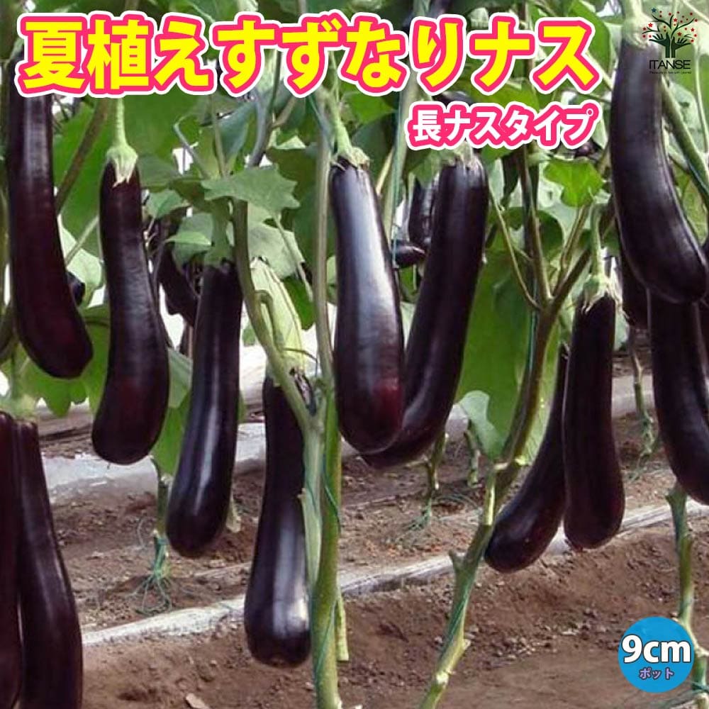 【送料無料】夏植えすずなりナス(長ナス)【野菜苗 9cmポット実生苗】耐暑性 強健品種 ナス苗 なす苗 ナスビ苗 なすび苗 茄子苗 家庭菜園 ガーデニング ベランダ 簡単栽培 鉢植え 庭植え プランター 人気 品種