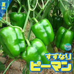 【送料無料】夏植えすずなりピーマン【野菜苗 9cmポット自根苗】耐暑性 強健品種 ピーマン苗 ぴーまん苗 露地栽培 人気野菜 ハウス栽培 ベランダ菜園 夏野菜 夏植え green pepper 販売店