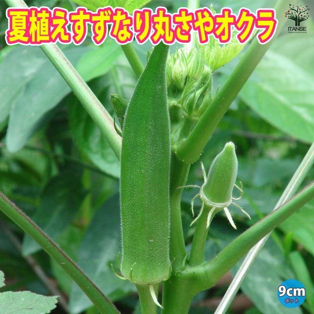 【送料無料】オクラ苗 夏植え丸さやオクラ【野菜苗 9cmポット実生苗】耐暑性 強健品種 オクラ苗 おくら苗 家庭菜園 ガーデニング ベランダ 簡単栽培 露地栽培 ハウス栽培 鉢植え プランター 人気野菜 夏野菜