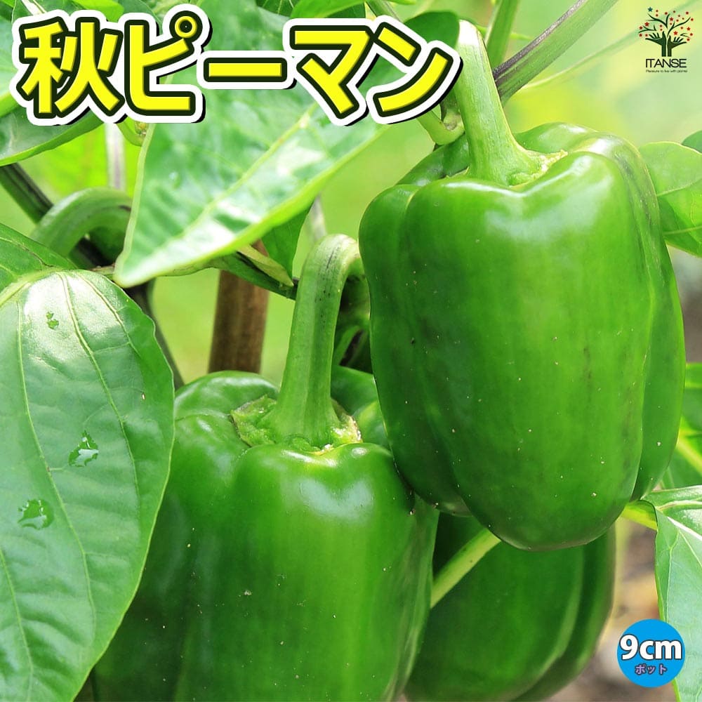 ̵۽ԡޥ 9cmݥåȼġۥԡޥ ԡޤ ϪϺ ϥ ٥ڱ   ƿ  green pepper Ź